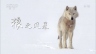 BBC：自然世界：狼之风暴 The Natural World: A Wolf Called Storm 【2012】【纪录片】【英国】