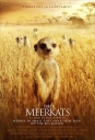 BBC：蒙哥 The Meerkats 【2008】【纪录片】【英国】